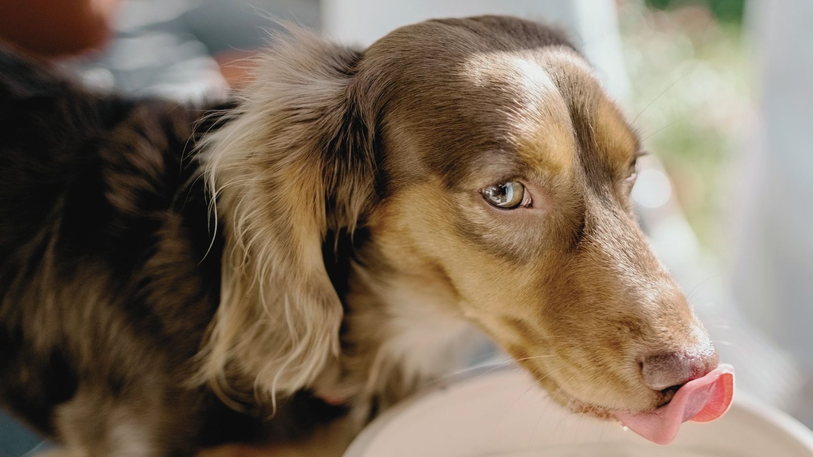 a dog breathing and shaking.