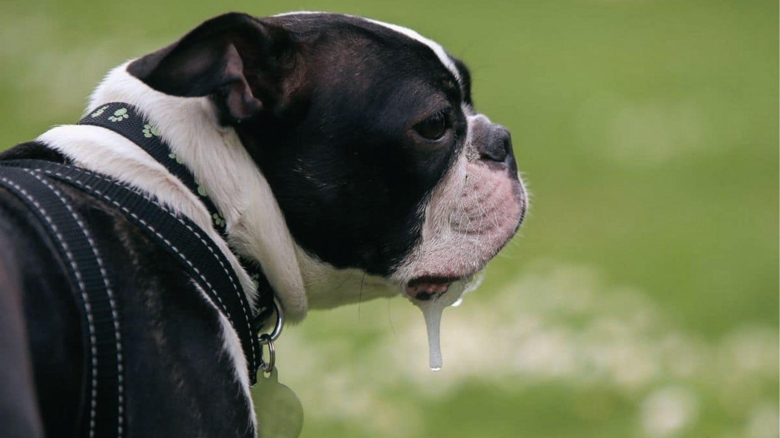 Boston Terrier side profile with thick drool strand, showing nausea or dental issues in dogs.