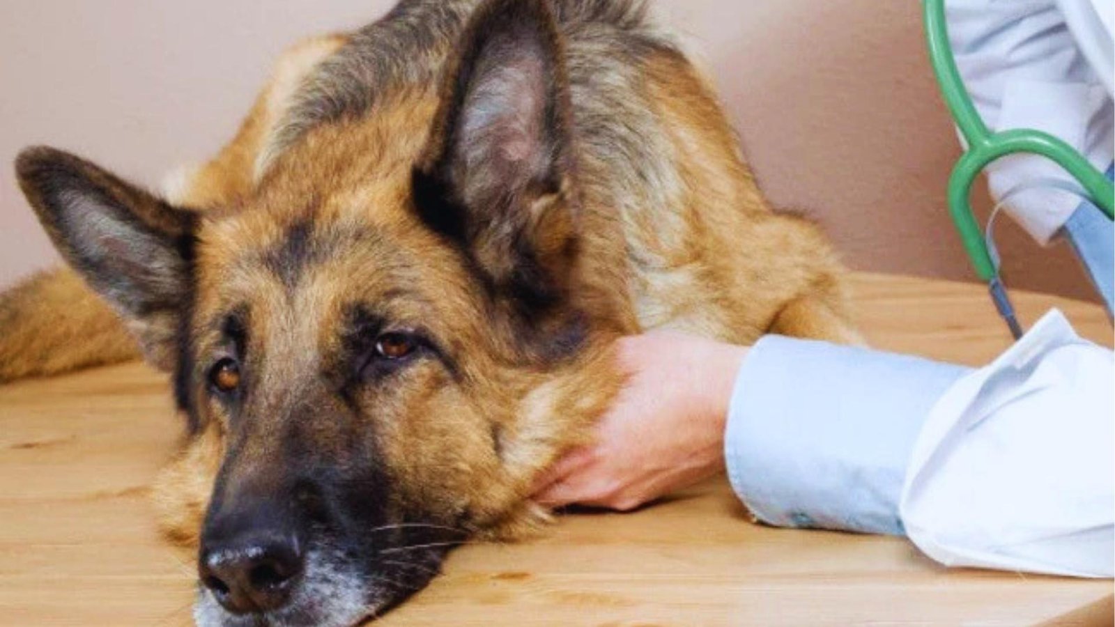 German Shepherd lies weakly on vet exam table while veterinarian in white coat with green stethoscope gently checks dog.