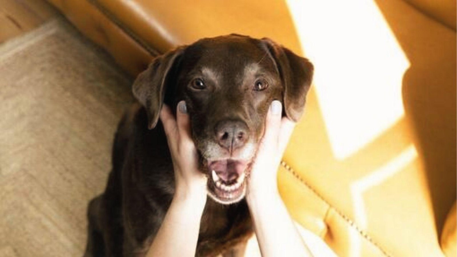 The owner gently holds Chocolate Lab’s face, showing care during a typical 58-68 day dog pregnancy.