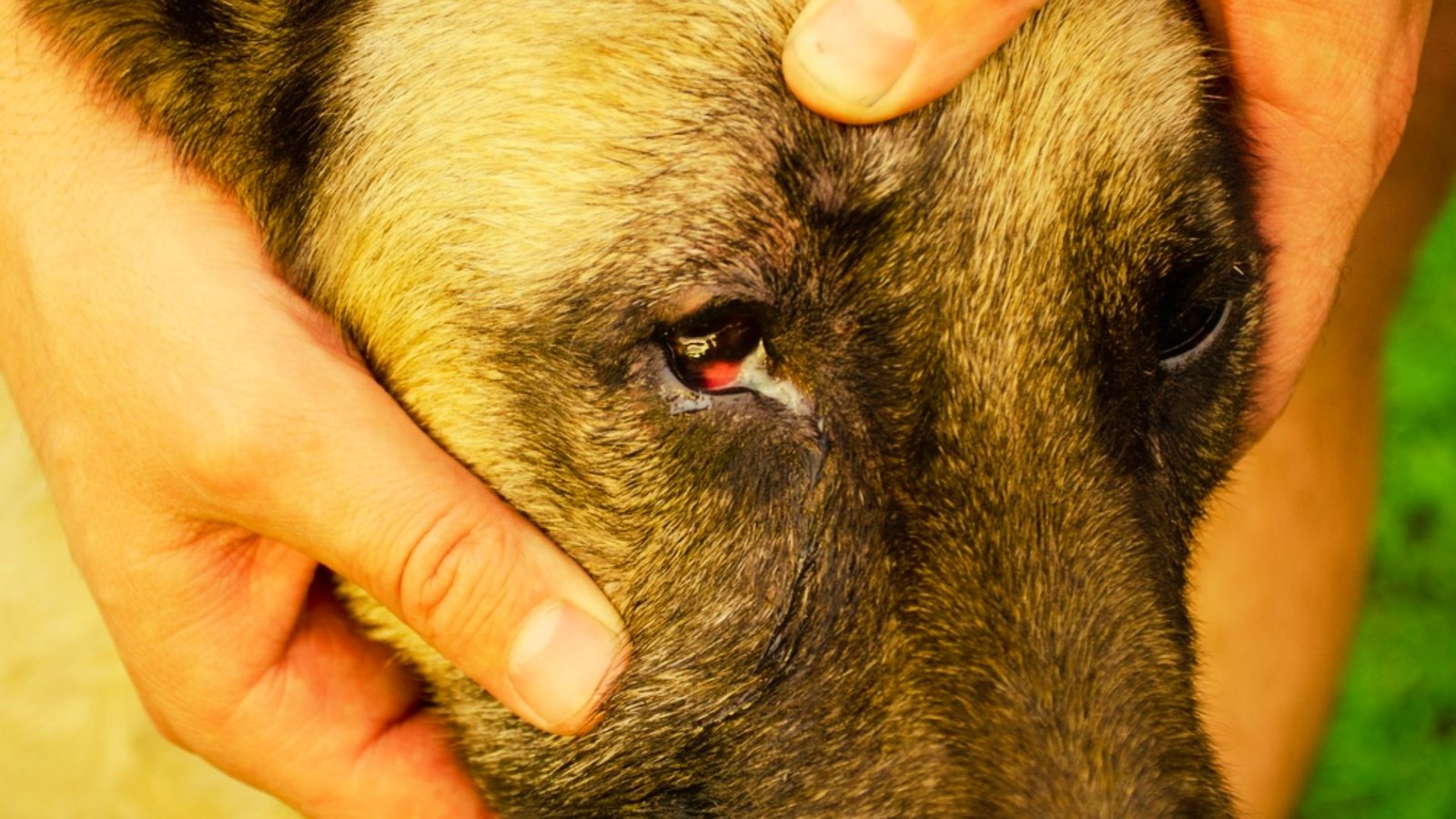 dog having yellow discharge.