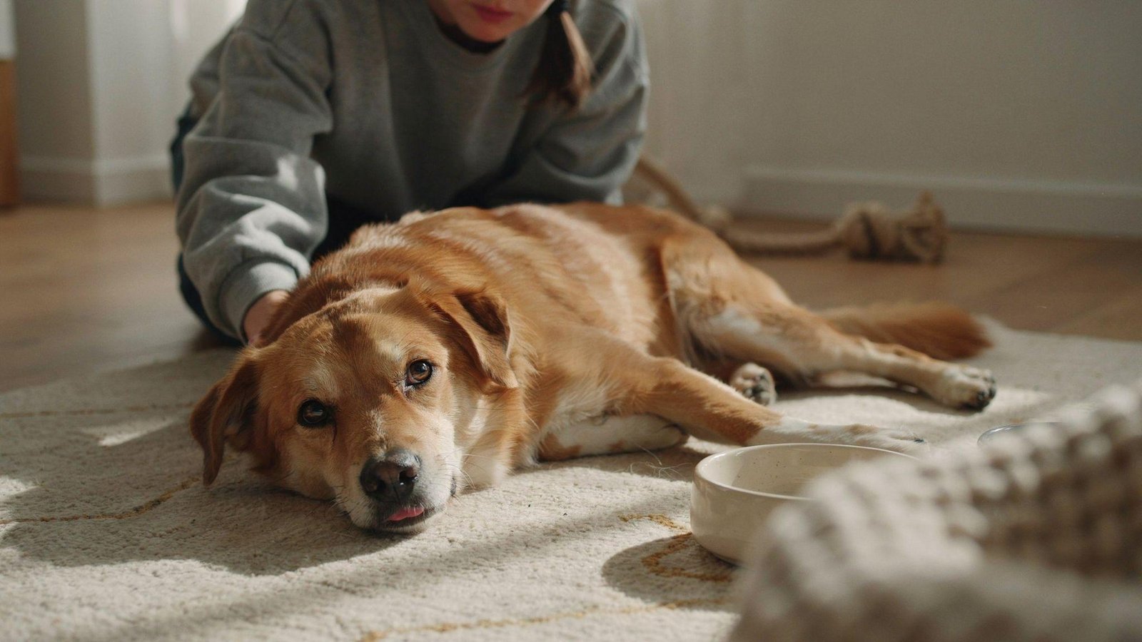 "Close-up of dog with sunken dull eyes showing dehydration while resting indoors"