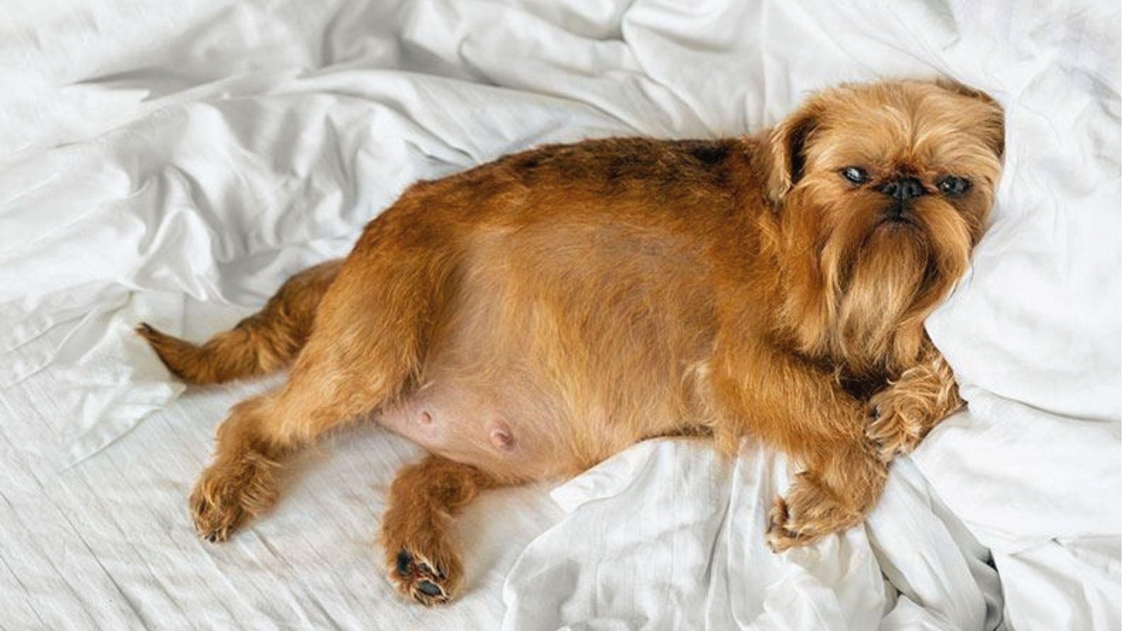 A small brown pregnant dog rests on white bed, nearing the end of the 9-week canine gestation period.