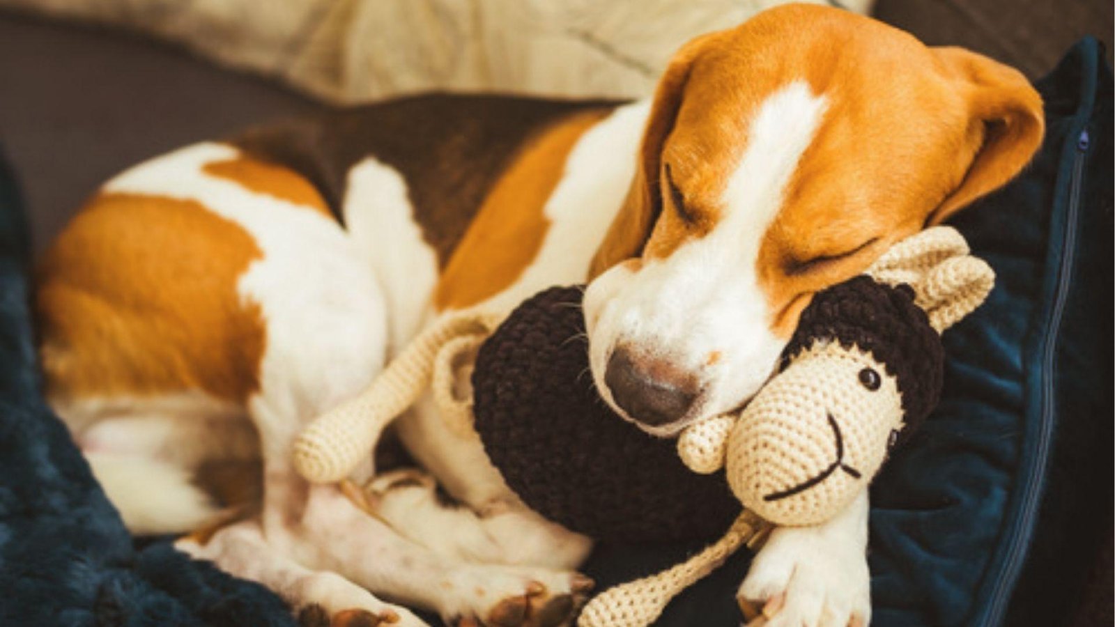 Beagle cuddles toy sheep, breathing fast while sleeping cozy in blanket on dark sofa
