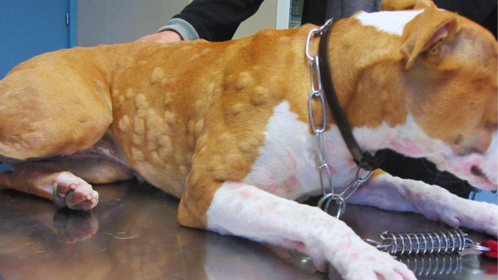 Tan and white dog on vet exam table displays severe hives and raised welts across torso, legs, and neck.