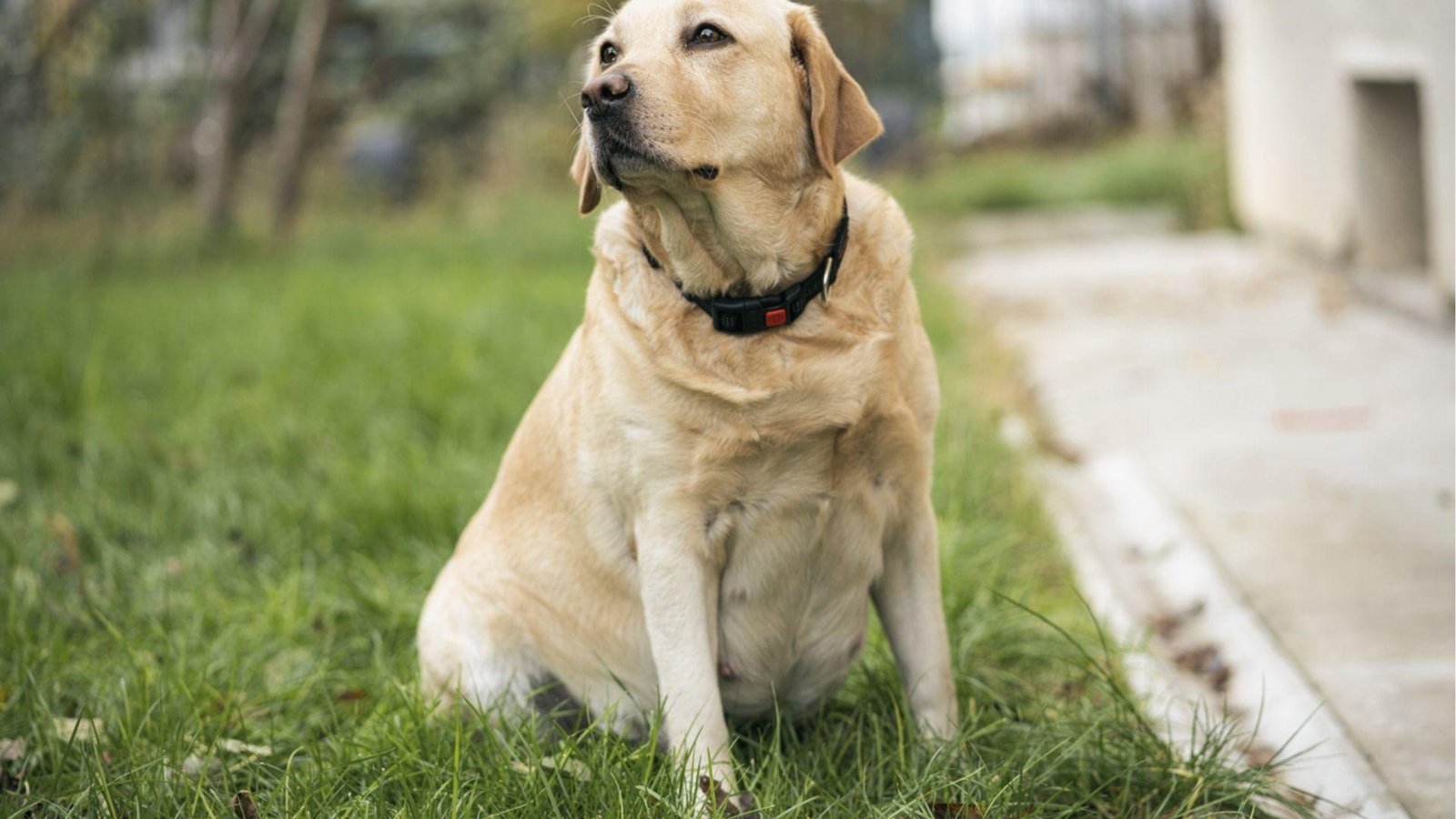 Pregnant yellow Lab sits on grass outdoors, showing rounded belly in mid to late term.