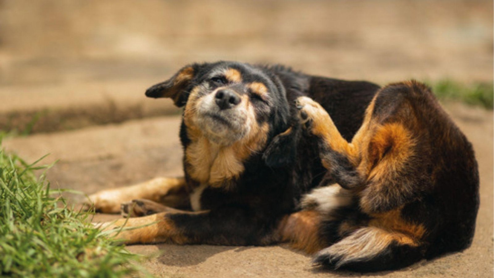 Black and tan dog lies on ground scratching ear hard, showing signs of ear infection itch