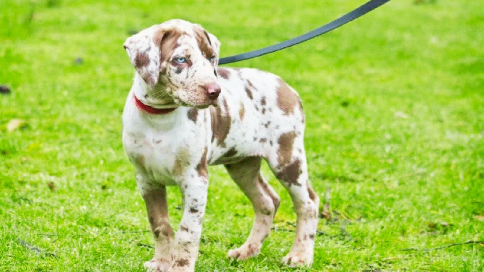 Catahoula Dog going for a walk.