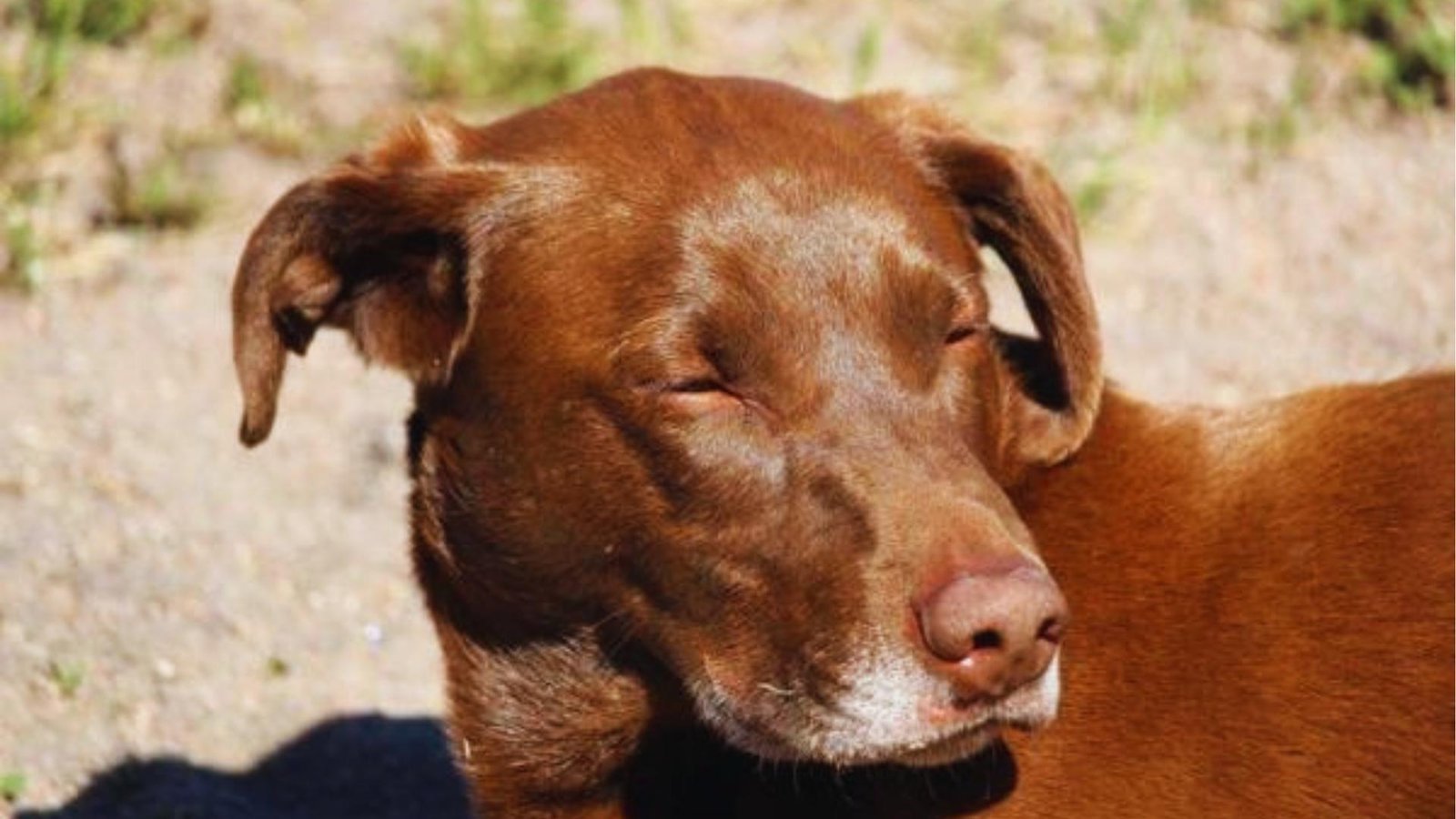 Chocolate brown dog outdoors squints with swollen eyes and puffy muzzle, showing allergic facial swelling likely from insect bite.