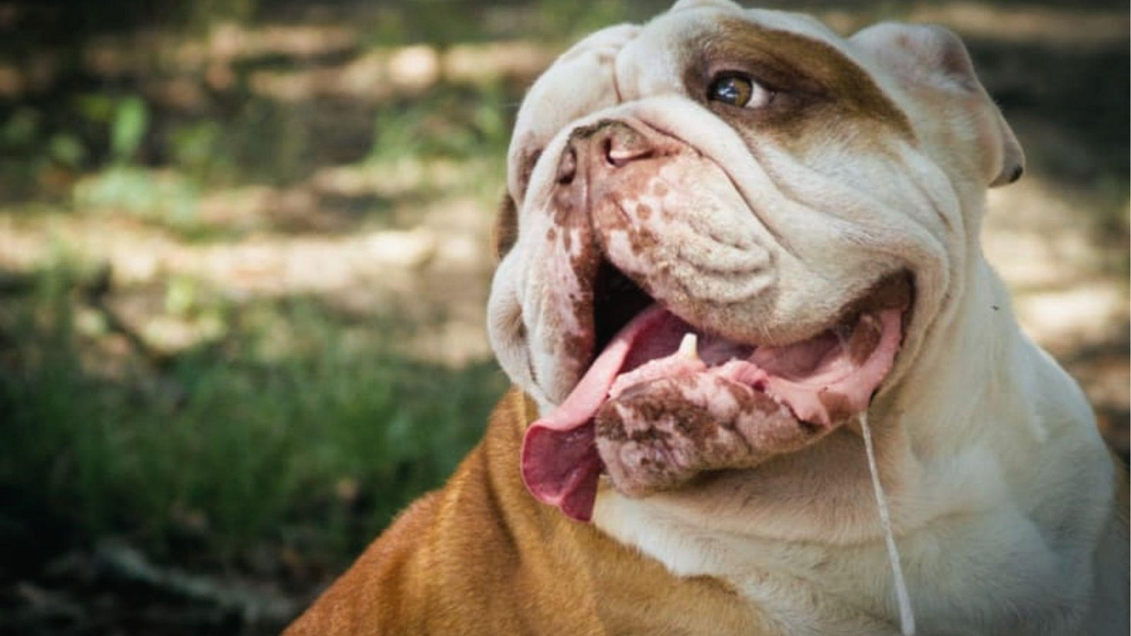 Bulldog panting with drool string outdoors, anxiety and heat stress lead to drooling in dogs.