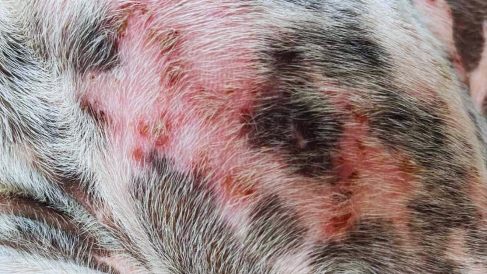 Patchy skin on white and black dogs shows red inflammation, scabs, and hair loss from dermatitis or allergic reaction.