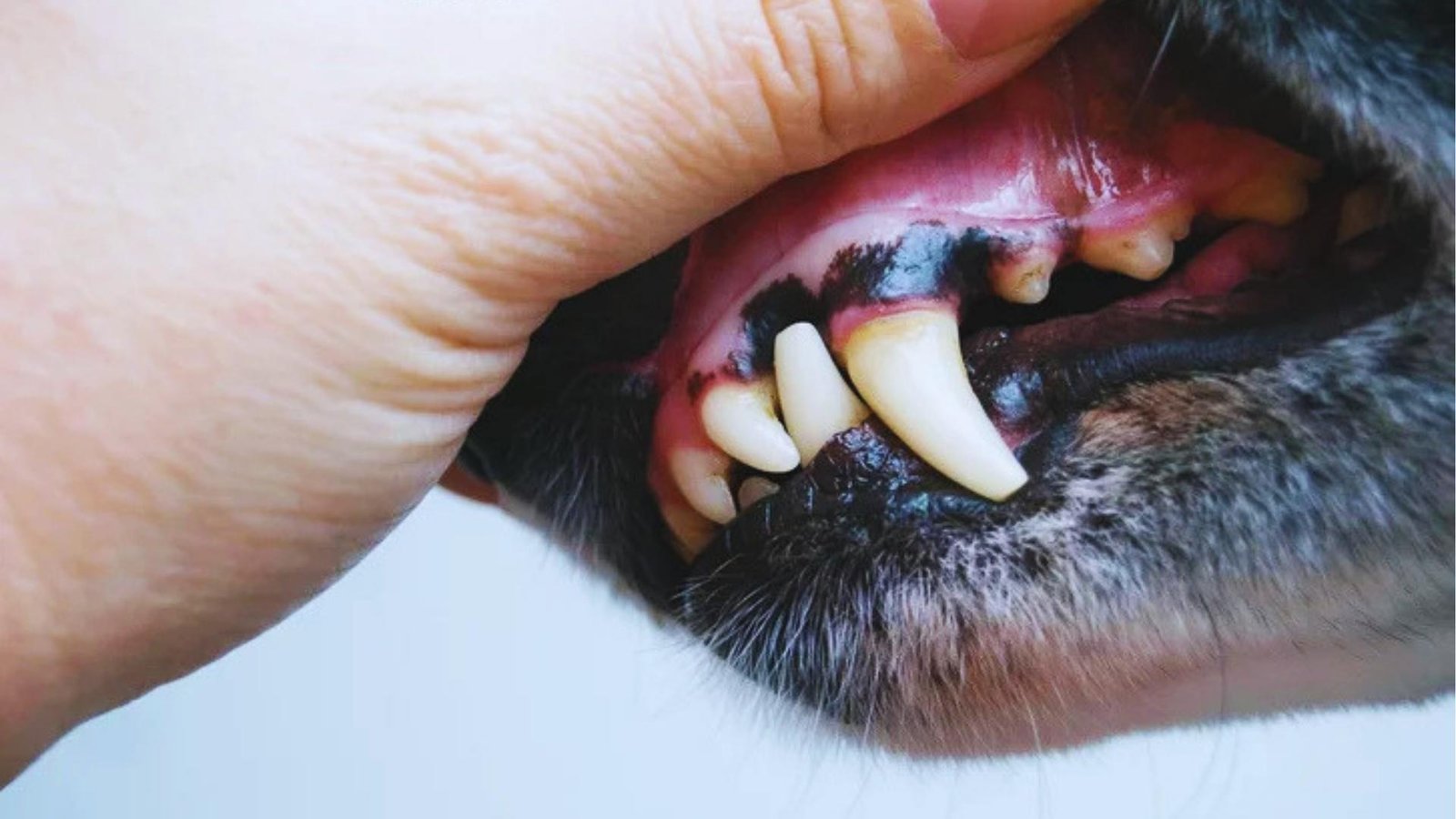 Hand lifts dog's lip to reveal yellowing canine teeth, red inflamed gums with black pigmentation, and tartar buildup indicating dental disease.