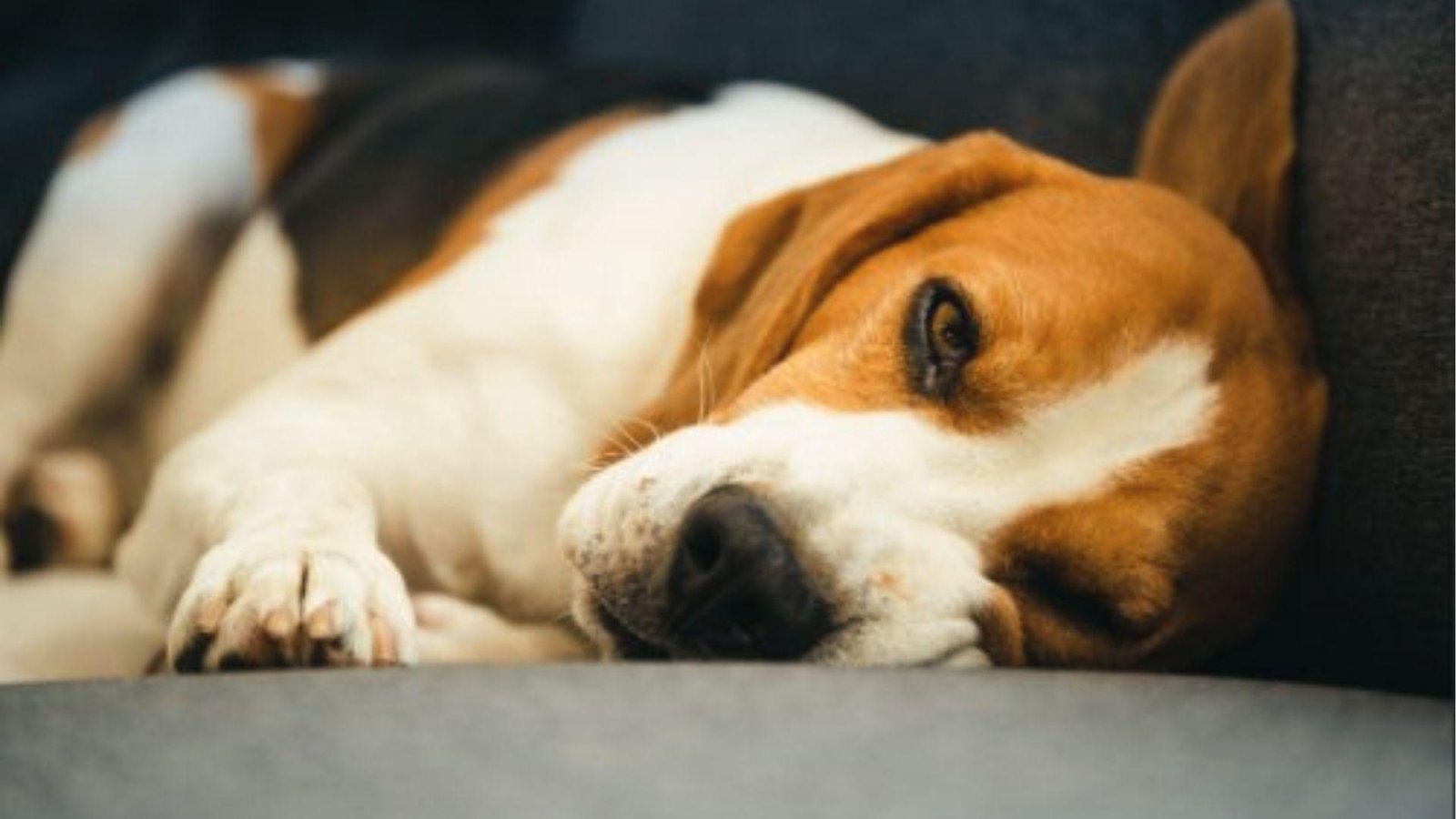 Beagle lies on side with head down on couch, gazing weakly with sad eyes and zero engagement.
