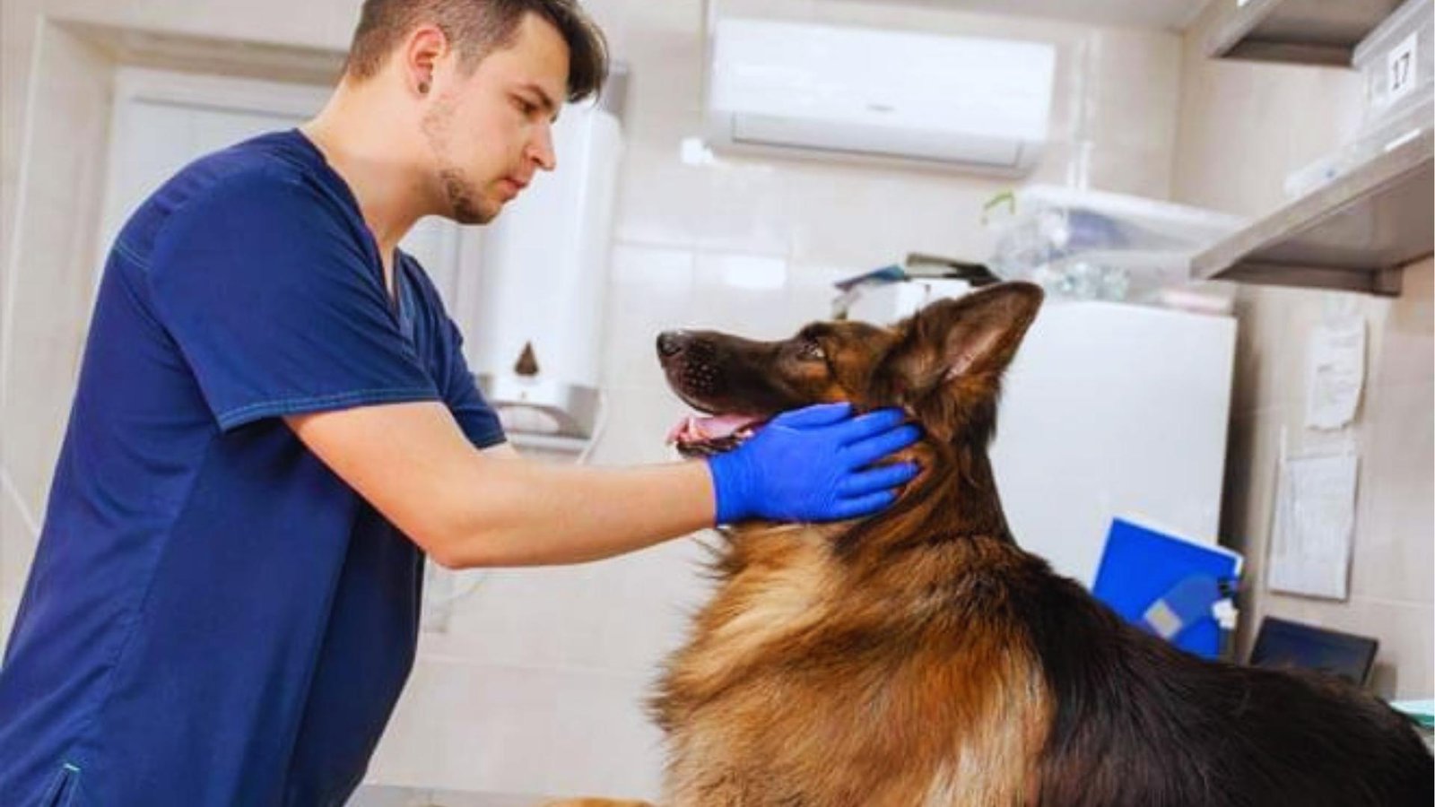 Veterinarian in navy scrubs and blue gloves examines alert German Shepherd's face and neck during routine health checkup.