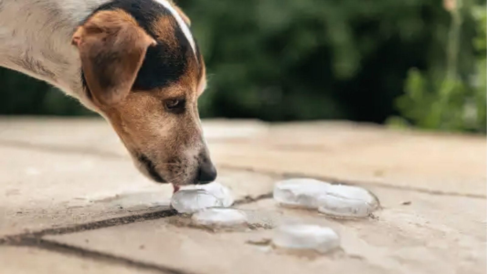 Beagle mix licking ice cubes on pavement, drooling from anticipation or cooling down in heat.