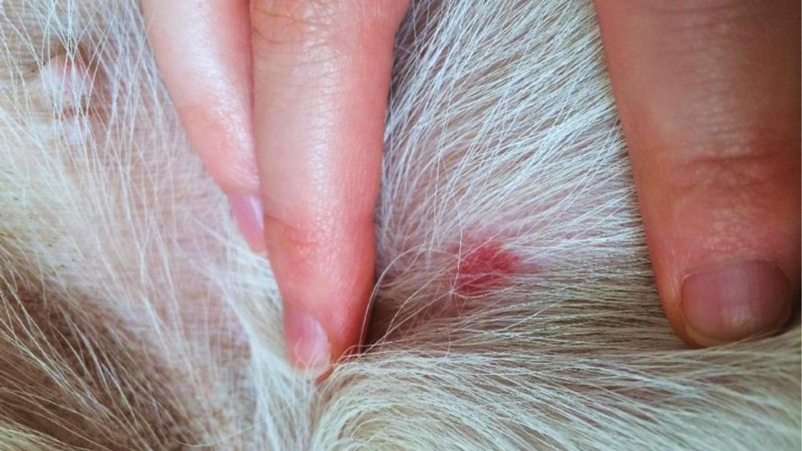 Fingers part white fur to reveal raised red mosquito bite or welt on dog's skin, showing localized inflammation.