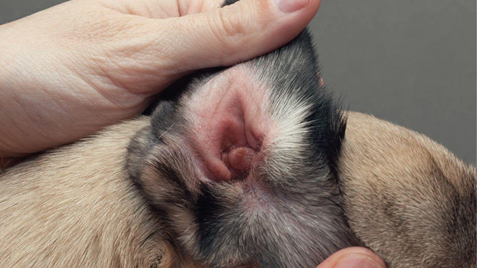 Close view of dog’s inflamed inner ear with redness and swelling needing veterinary care.