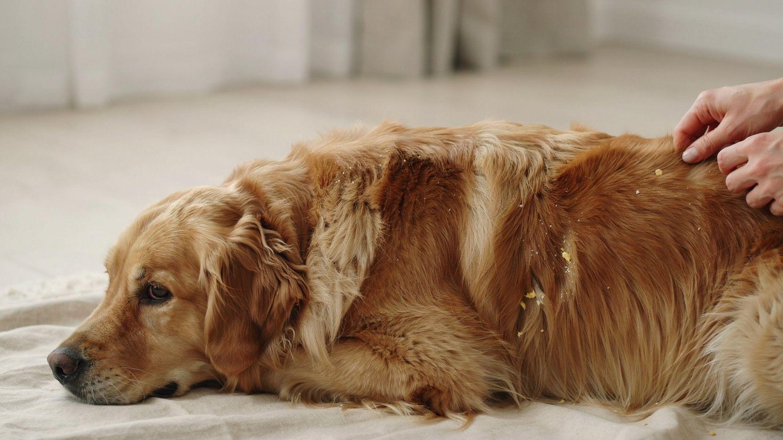 What Is Dog Dandruff?