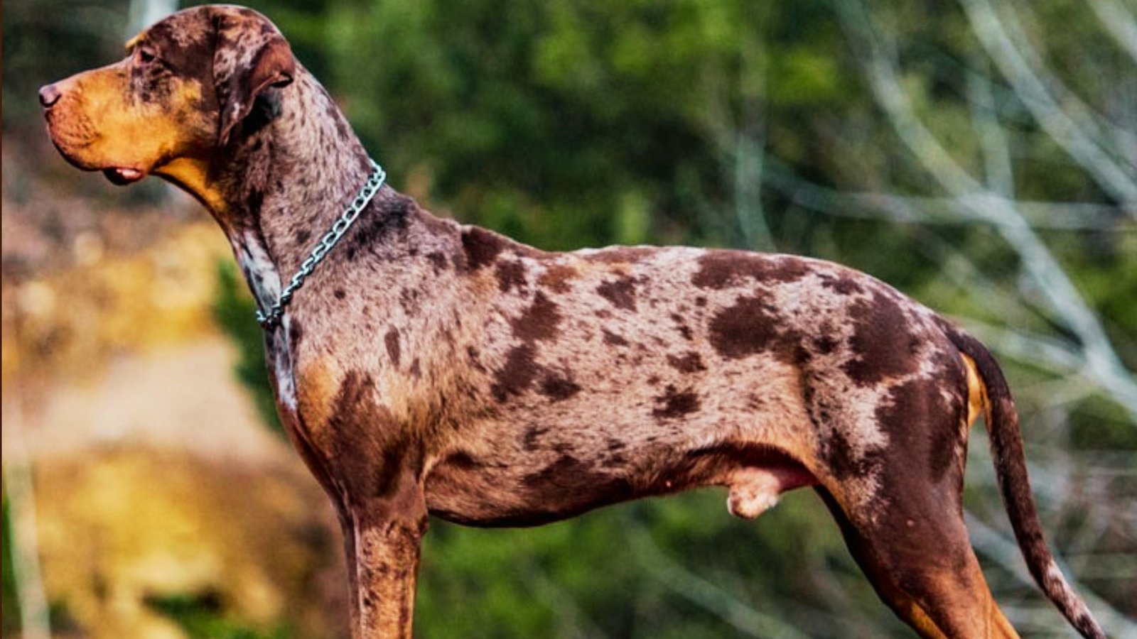 image of a Brindle Catahoulas dog.