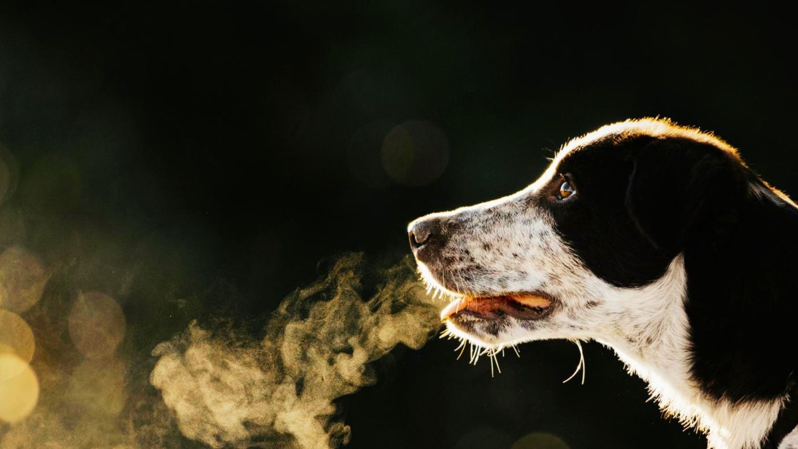 a dog having breathing problems.