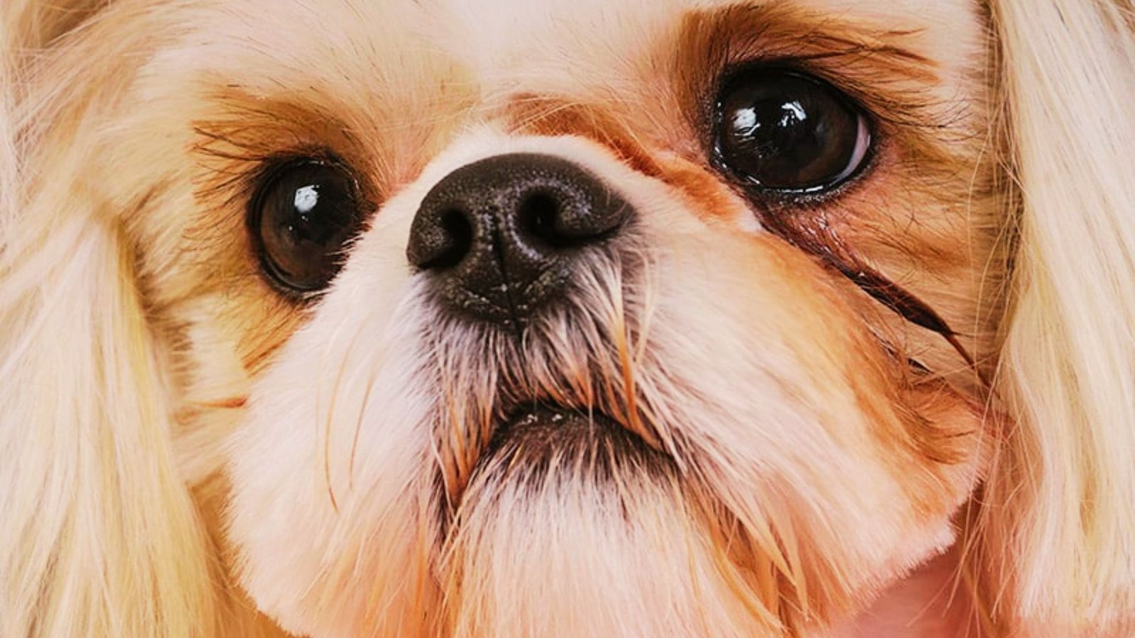dog is having eye discharge.