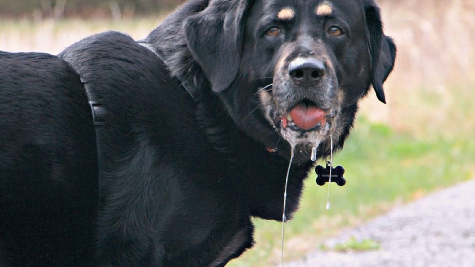 Large black dog with long drool strands hanging from mouth outdoors showing excess salivation in dogs.
