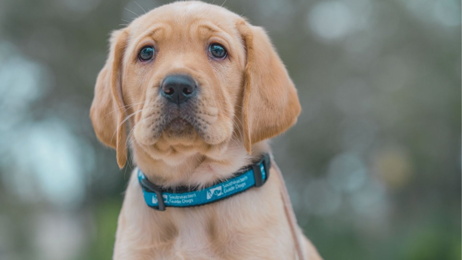 A puppy with a blue collar sitting on the ground, looking curiously at the camera.