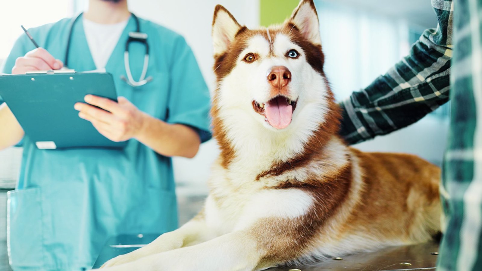 dog having regular Veterinary Care.