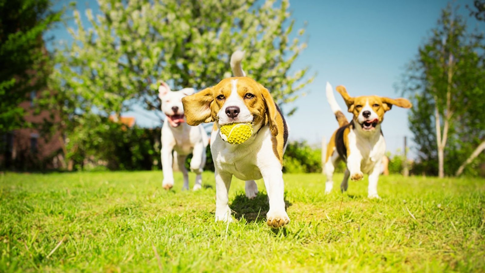 puppies playing outdoors.