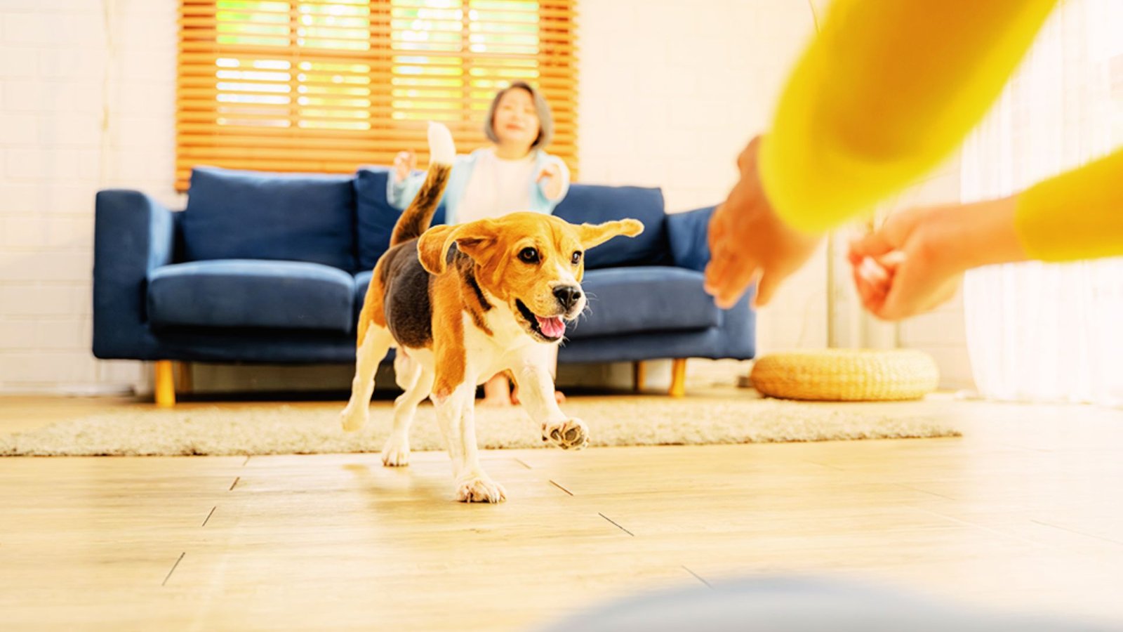 a puppy playing with his owners.