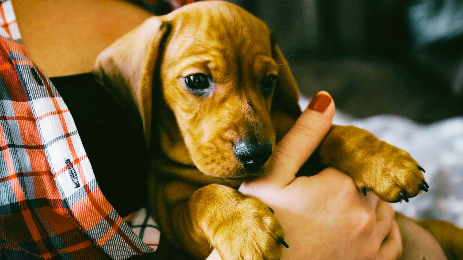 an owner holding the puppy.