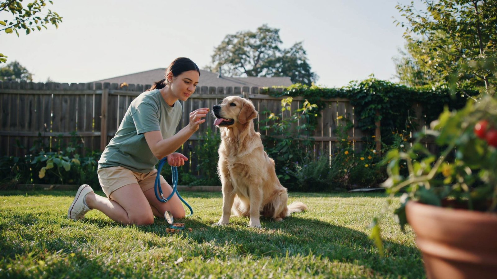 Owner teaching a puppy basic obedience commands.