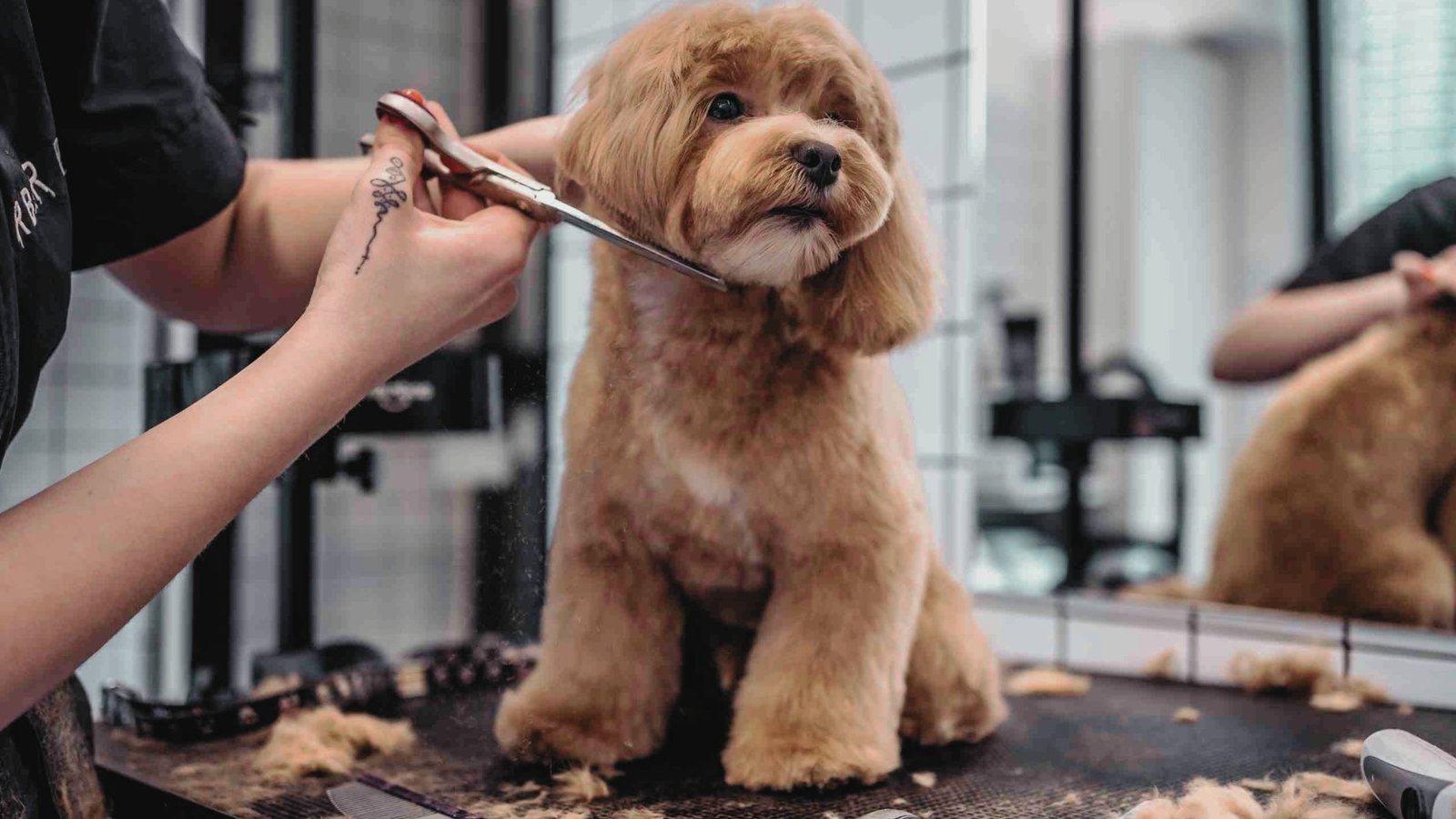 Puppy being groomed.